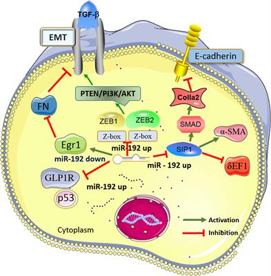 Roles of microRNA-192 in diabetic nephropathy: the clinical applications and mechanisms of action